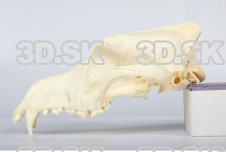 Skull Dog 0013